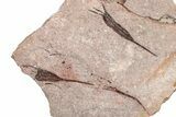 Eocrinoid (Ascocystites) Mortality Plate - Ordovician #376509-1